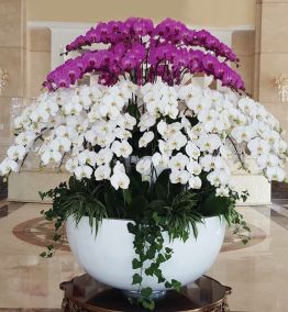 Hoa Phong Lan