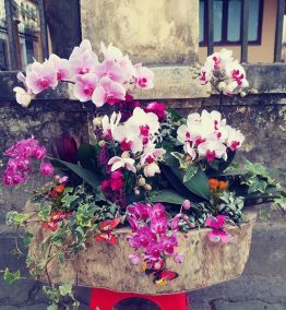 Hoa Phong Lan