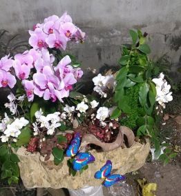 Hoa Phong Lan